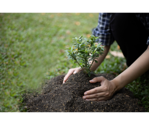 Planting Trees