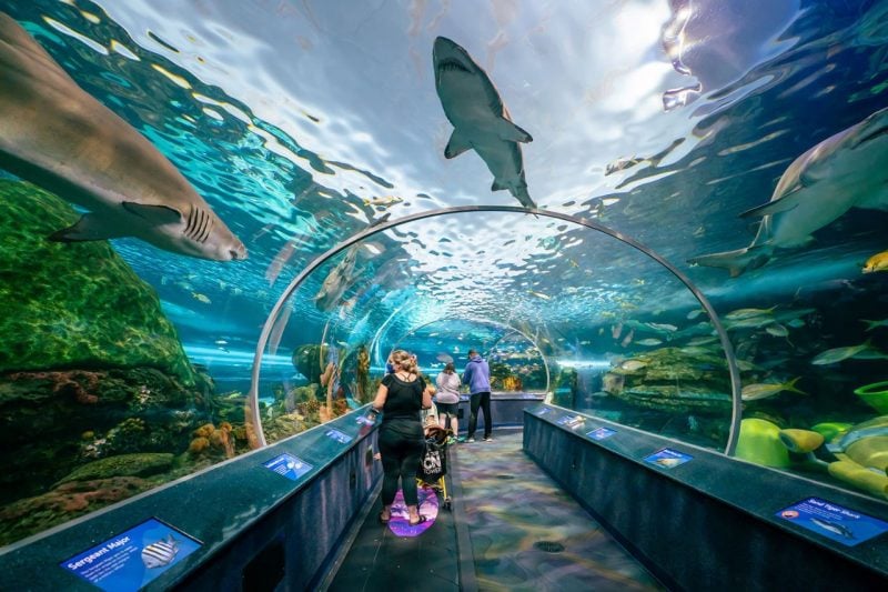 A woman pushes a stroller in a large glass tunnel in an aquarium, with sharks and fish swimming along.